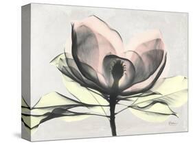 Magnolia I Gray-Albert Koetsier-Stretched Canvas