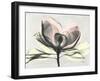 Magnolia I Gray-Albert Koetsier-Framed Art Print