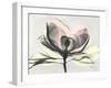 Magnolia I Gray-Albert Koetsier-Framed Art Print