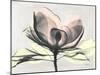 Magnolia I Gray-Albert Koetsier-Mounted Art Print