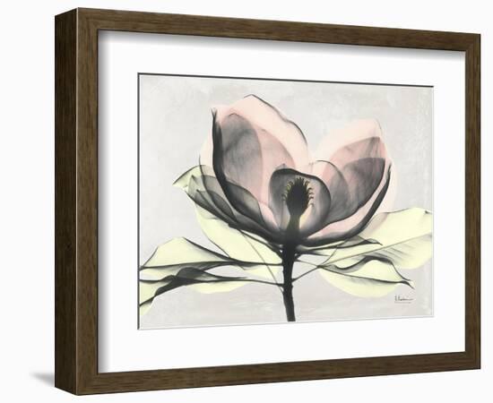 Magnolia I Gray-Albert Koetsier-Framed Art Print