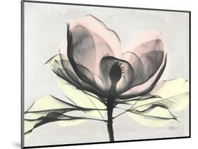 Magnolia I Gray-Albert Koetsier-Mounted Art Print