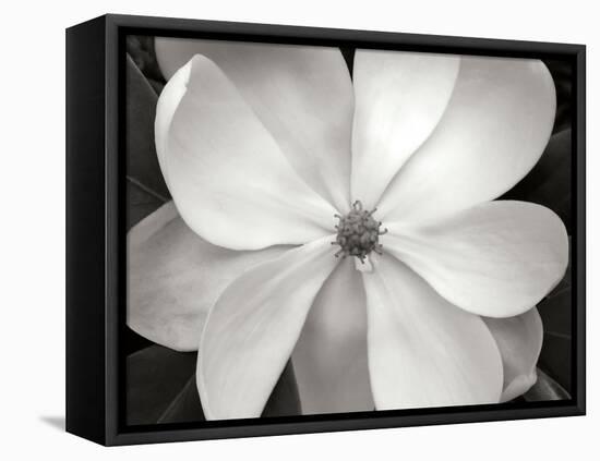 Magnolia I-Jim Christensen-Framed Stretched Canvas