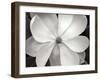 Magnolia I-Jim Christensen-Framed Photographic Print