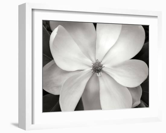 Magnolia I-Jim Christensen-Framed Photographic Print