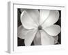 Magnolia I-Jim Christensen-Framed Photographic Print