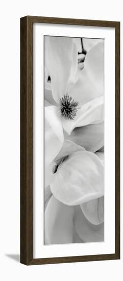 Magnolia I-Alan Blaustein-Framed Photographic Print