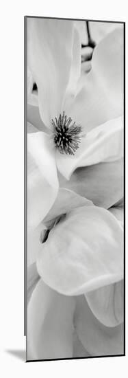 Magnolia I-Alan Blaustein-Mounted Photographic Print
