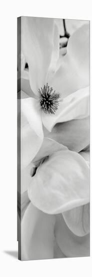 Magnolia I-Alan Blaustein-Stretched Canvas