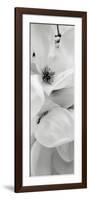 Magnolia I-Alan Blaustein-Framed Photographic Print