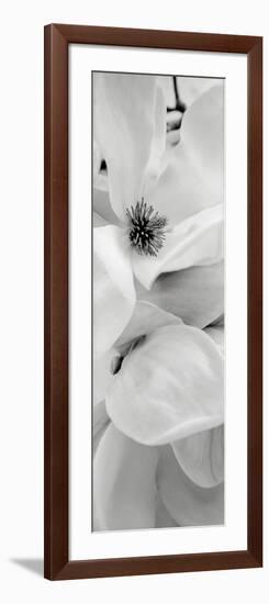 Magnolia I-Alan Blaustein-Framed Photographic Print