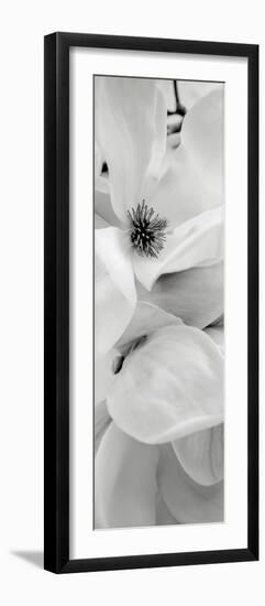 Magnolia I-Alan Blaustein-Framed Premium Photographic Print