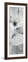 Magnolia I-Alan Blaustein-Framed Photographic Print