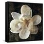 Magnolia I-John Seba-Framed Stretched Canvas