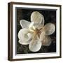 Magnolia I-John Seba-Framed Art Print