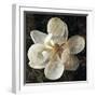 Magnolia I-John Seba-Framed Art Print