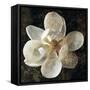 Magnolia I-John Seba-Framed Stretched Canvas