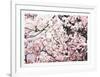 Magnolia II-Jon D'Orazio-Framed Limited Edition