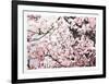 Magnolia II-Jon D'Orazio-Framed Limited Edition