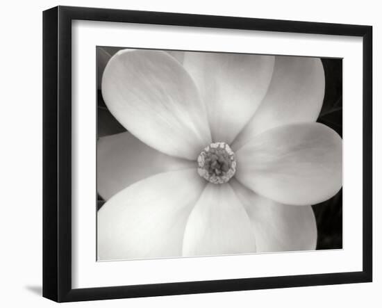 Magnolia II-Jim Christensen-Framed Photographic Print