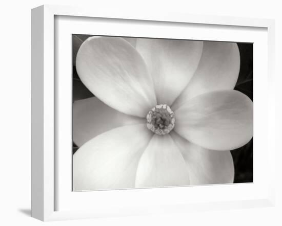 Magnolia II-Jim Christensen-Framed Photographic Print