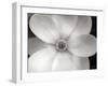 Magnolia II-Jim Christensen-Framed Photographic Print