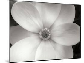 Magnolia II-Jim Christensen-Mounted Photographic Print