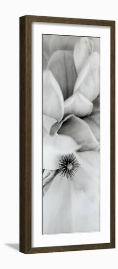 Magnolia II-Alan Blaustein-Framed Photographic Print