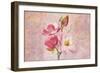 Magnolia Ii-Cora Niele-Framed Giclee Print