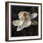 Magnolia II-John Seba-Framed Art Print