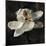 Magnolia II-John Seba-Mounted Art Print