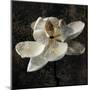 Magnolia II-John Seba-Mounted Art Print