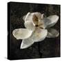 Magnolia II-John Seba-Stretched Canvas