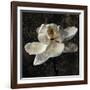 Magnolia II-John Seba-Framed Art Print