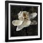 Magnolia II-John Seba-Framed Art Print