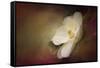 Magnolia in Bloom 1-Jai Johnson-Framed Stretched Canvas