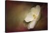 Magnolia in Bloom 1-Jai Johnson-Stretched Canvas