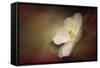 Magnolia in Bloom 1-Jai Johnson-Framed Stretched Canvas