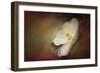 Magnolia in Bloom 1-Jai Johnson-Framed Giclee Print
