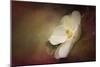 Magnolia in Bloom 1-Jai Johnson-Mounted Giclee Print