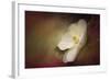 Magnolia in Bloom 1-Jai Johnson-Framed Giclee Print