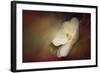 Magnolia in Bloom 1-Jai Johnson-Framed Giclee Print