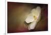 Magnolia in Bloom 1-Jai Johnson-Framed Giclee Print