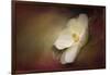 Magnolia in Bloom 1-Jai Johnson-Framed Giclee Print