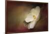 Magnolia in Bloom 1-Jai Johnson-Framed Giclee Print