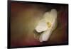 Magnolia in Bloom 1-Jai Johnson-Framed Giclee Print