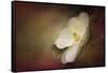 Magnolia in Bloom 1-Jai Johnson-Framed Stretched Canvas