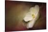 Magnolia in Bloom 1-Jai Johnson-Stretched Canvas