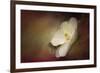 Magnolia in Bloom 1-Jai Johnson-Framed Giclee Print