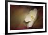 Magnolia in Bloom 1-Jai Johnson-Framed Giclee Print